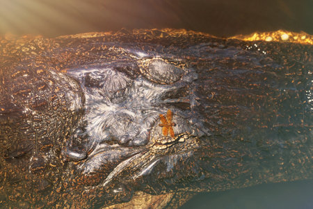 Crocodile head close-up in the rays of the sunの写真素材