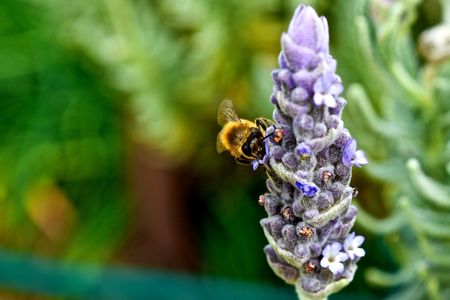 Bee on Lavender Outdoors Wallpaper Background Summer Spring Seasonの写真素材