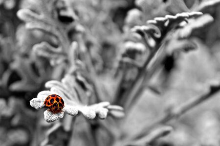 Selective Color Lady Bird の写真素材