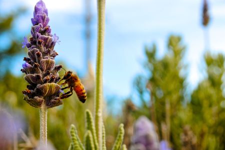Bee on Lavender Outdoors Wallpaper Background Summer Spring Season の写真素材