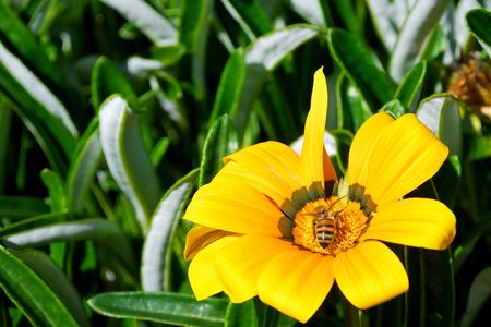 Bee and yellow flower 