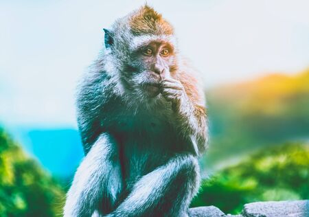 Young monkey looks into the distance, Sunny dayの写真素材