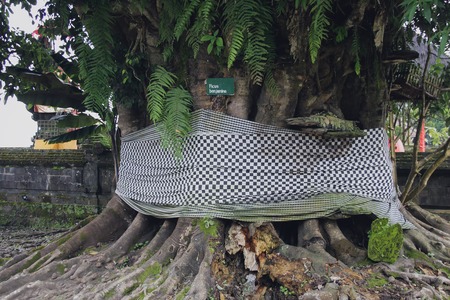 Ficus Benjamin. Sunny photo, summer day. Journey to Baliの写真素材