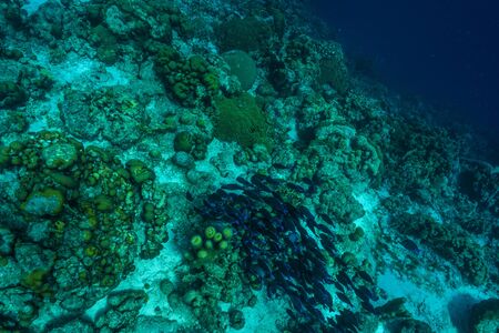 fish in ocean