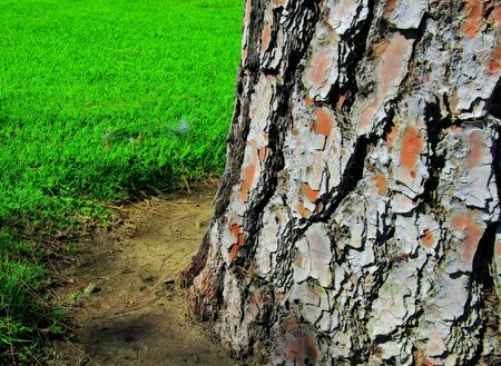 Tree texture with green grass.の写真素材