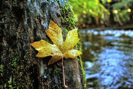 maple leaf lay on the tree with blurry river backgroundの写真素材