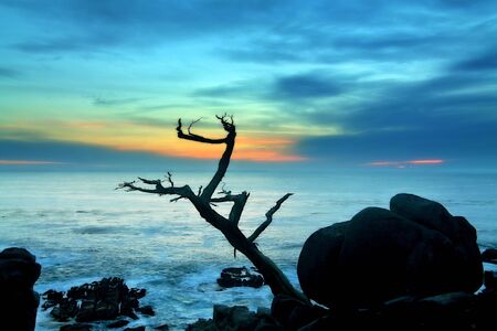 tree rock ocean and sunset sky at Lone Cypressの写真素材