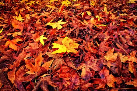 maple leaves on the ground at the park in autumn