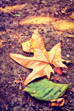 maple leaf with green leaf on the ground in fall season
