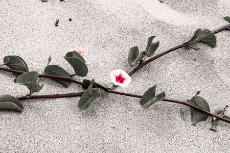 pink flowers on the sand at the beachの写真素材
