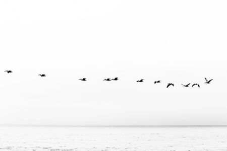 birds flying over the ocean in black and whiteの写真素材