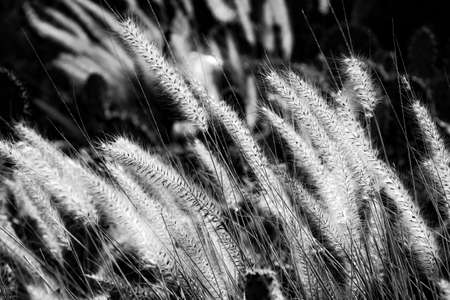 Poaceae with sunlight in black and whiteの写真素材