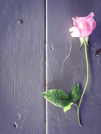 fresh pink rose on the wood tableの写真素材