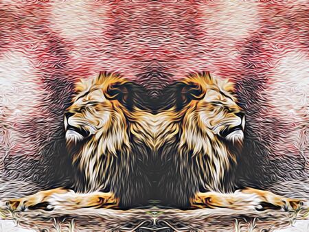 lions sleeping with red backgroundの写真素材