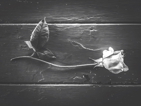 rose with leaves on the wood table in black and whiteの写真素材