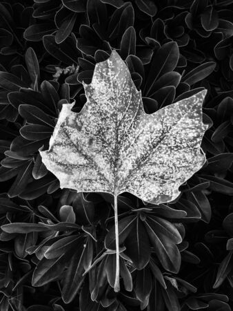 closeup leaves texture in black and whiteの写真素材