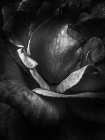 closeup rose background in black and whiteの写真素材
