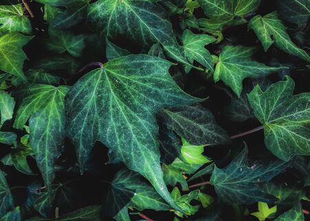 closeup green ivy leaves backgroundの写真素材
