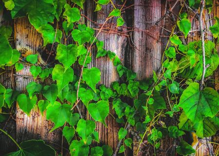 closeup green ivy leaves with wood wall backgroundの写真素材