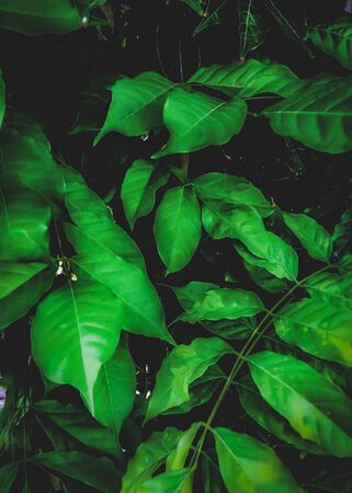 green leaves texture backgroundの写真素材