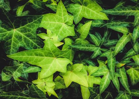 green ivy leaves garden background