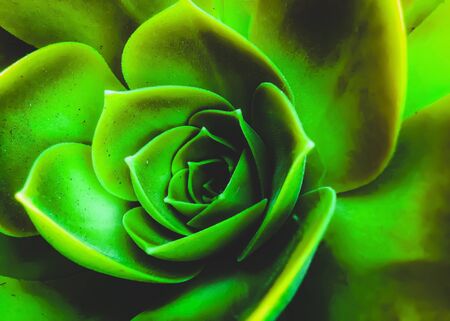 closeup green succulent plant textureの写真素材