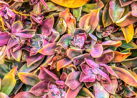 green and pink succulent plant garden texture backgroundの写真素材