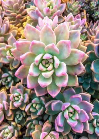 closeup green and pink succulent plant backgroundの写真素材