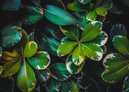 closeup green leaves texture backgroundの写真素材