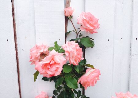 pink rose garden with white wood wall backgroundの写真素材