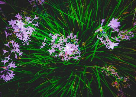 closeup blooming purple flowers with green leavesの写真素材