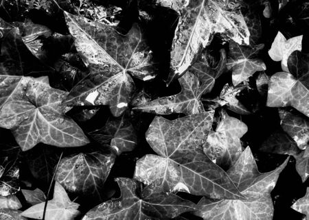 closeup ivy leaves garden texture in black and whiteの写真素材