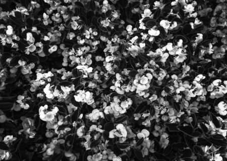 blooming flowers garden background in black and whiteの写真素材