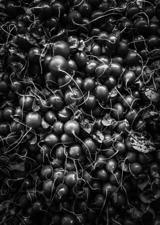 closeup fresh radish texture background in black and whiteの写真素材