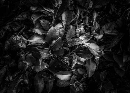 closeup leaves texture background in black and white