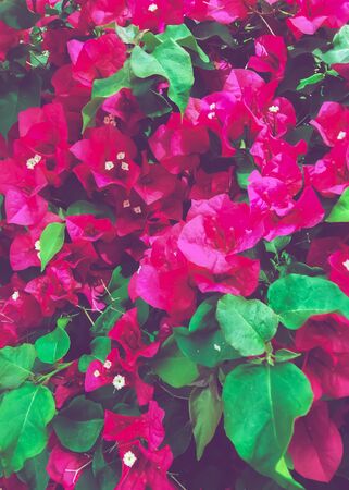 closeup blooming pink bougainvillea flowers with green leavesの写真素材