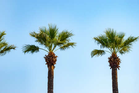 High palm tree in the resortの写真素材