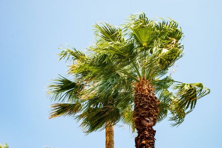 High palm tree in the resortの写真素材