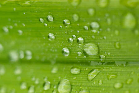 Large drop of dew
