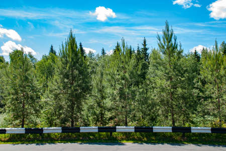 Spruce forest behind the fence