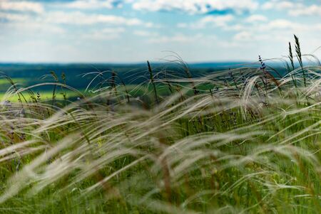 Long grass in a green valley in cloudy weatherの写真素材