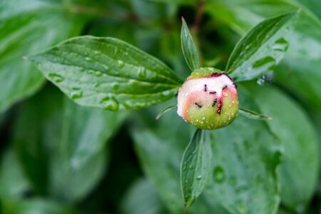 Ants in the bud in villageの写真素材