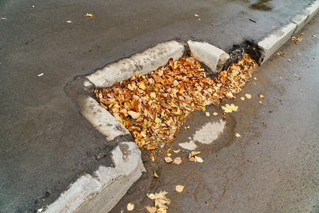 Yellow leaves on the asphalt