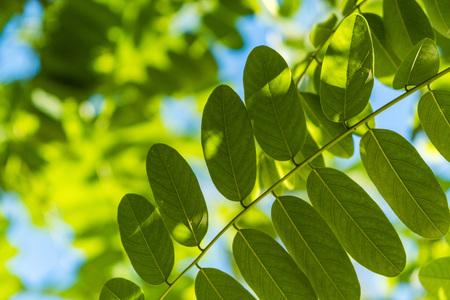 Leaves of the trees in the park against the skyの写真素材