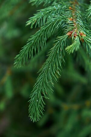 Branch of young spruce with sticky droplets on needles