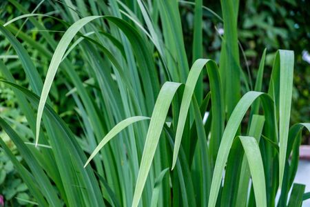 Tall blades of grass covering the old bath