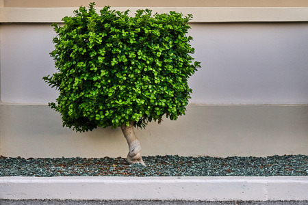 Small tree with a crown in the form of a squareの写真素材