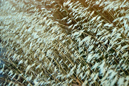High dry grass with white dried flowersの写真素材