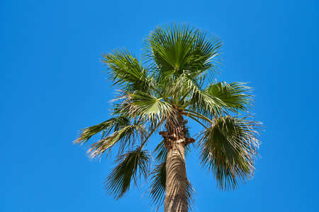 Palm tree on a sunny day against the skyの写真素材