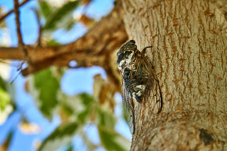 Large cicadas on the trunk of a treeの写真素材